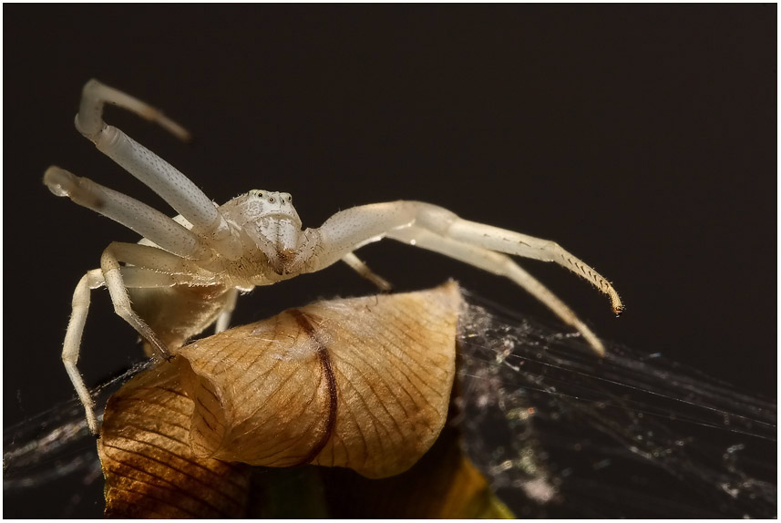 KD: Veränderliche Krabbenspinne