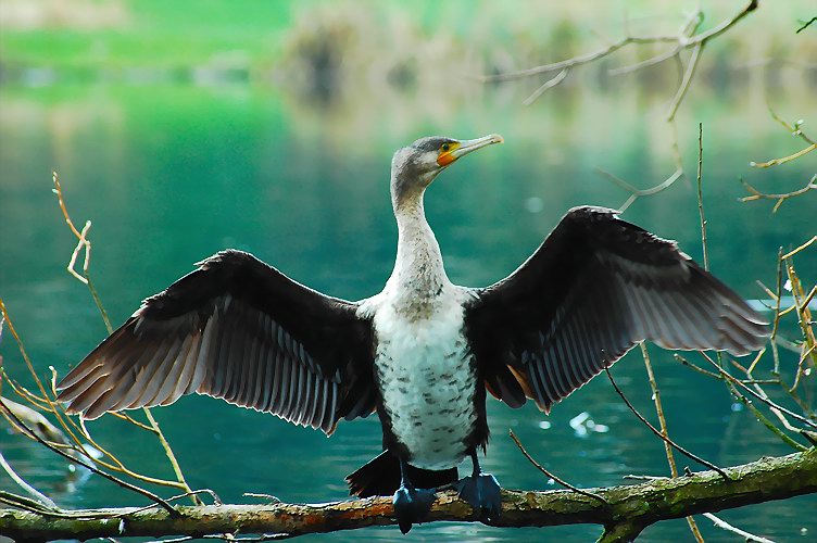 Kormoran