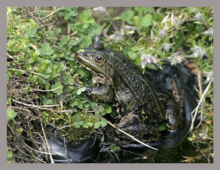 Teichfrosch ND