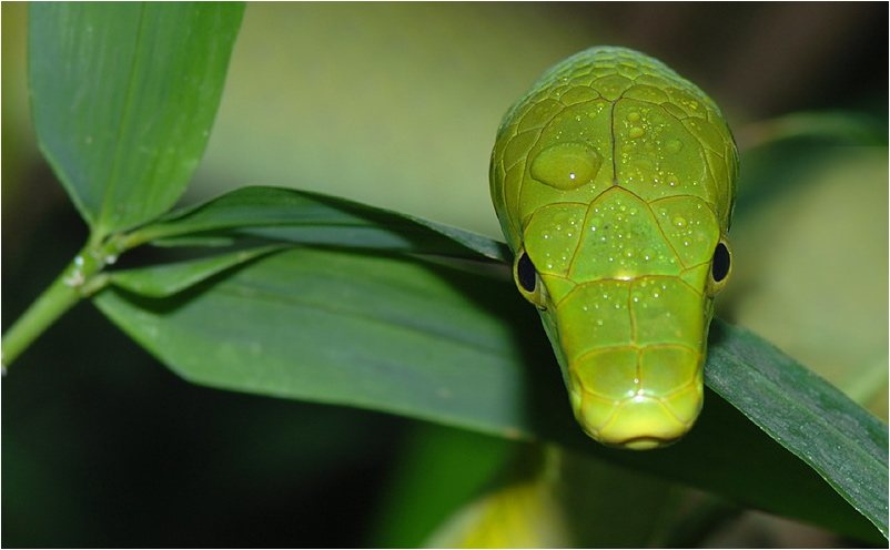 Grüne Mamba