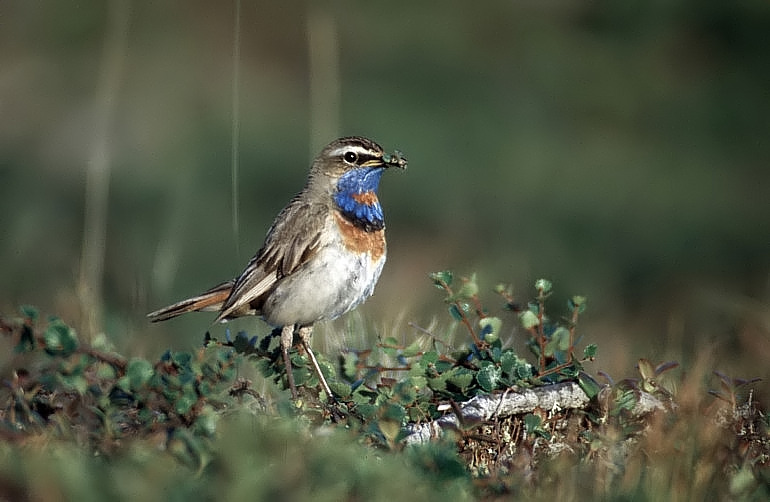 Rotsterniges Blaukehlchen