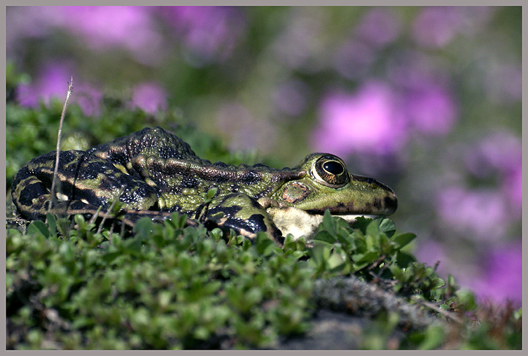 Teichfrosch ND