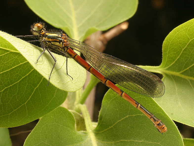 Frühe Adonislibelle