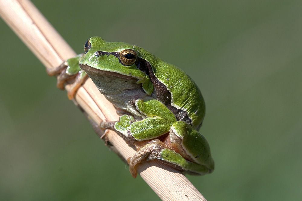 Laubfrosch ND