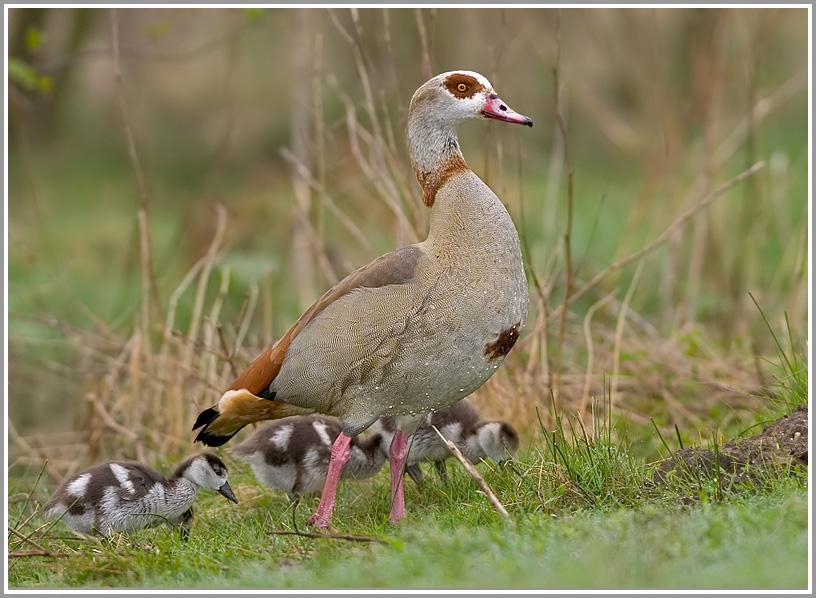 Nilgans (Alopochen aegyptiacus)