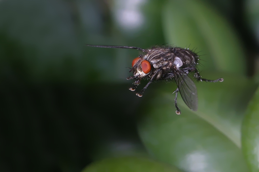Fleischfliege ND