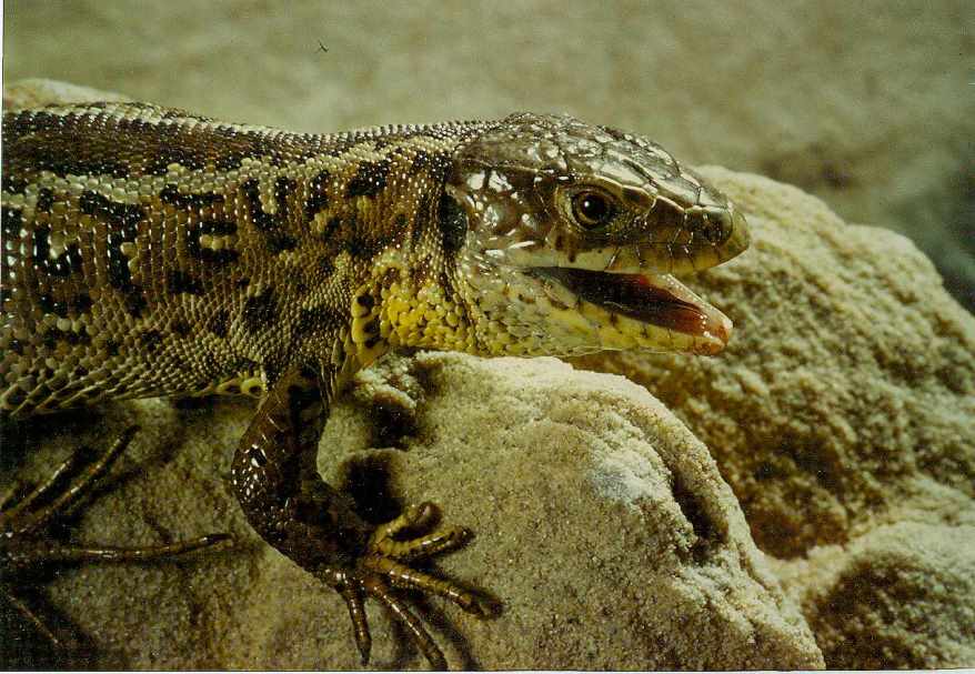 Zauneidechsenweibchen