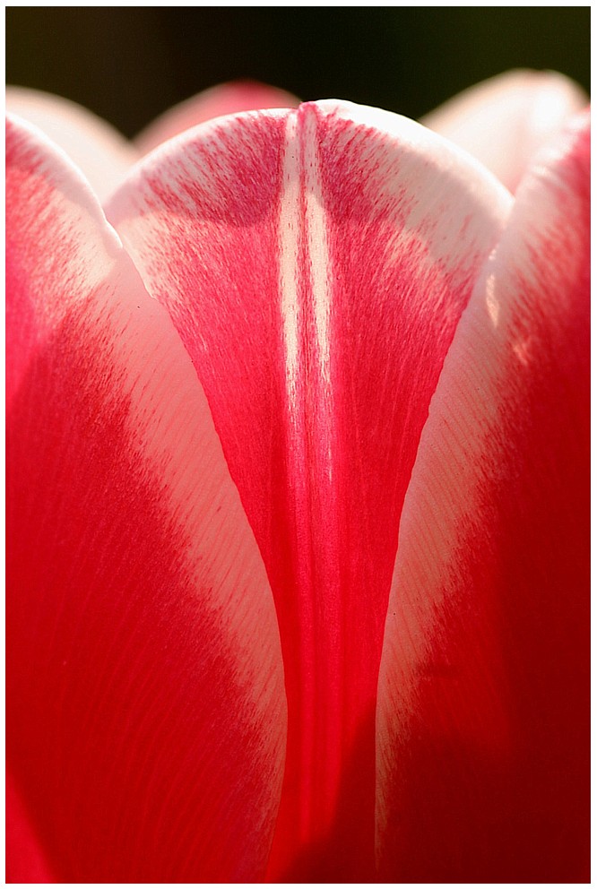 Tulpe