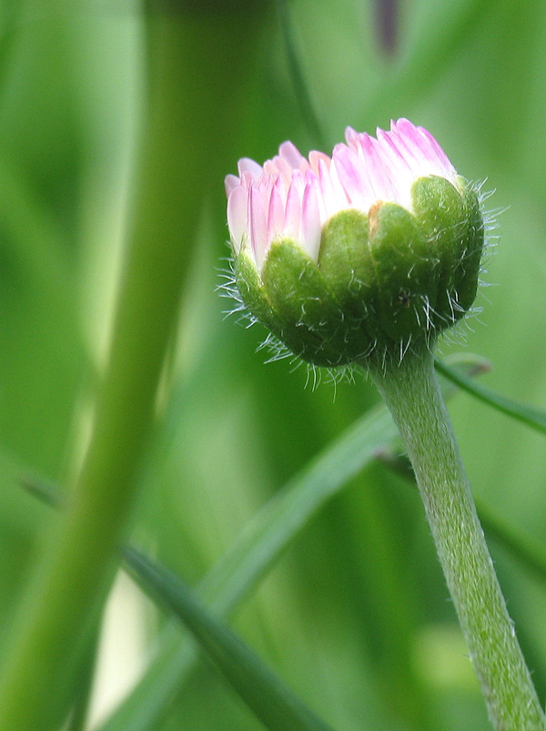 Gänseblümchen ND