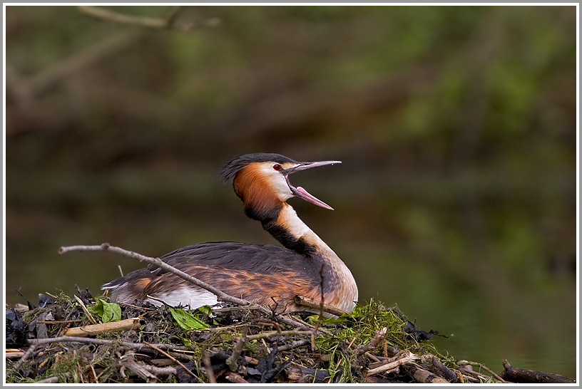 Haubentaucher (Podiceps cristatus)