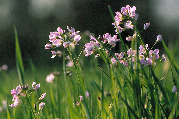 Wiesenschaumkraut ND