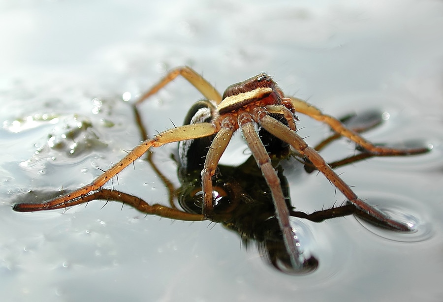 Gerandete Jagdspinne (Dolomedes fimbriatus)