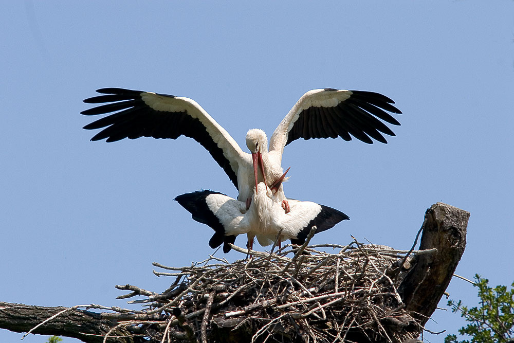 Weissstorch-Kopula ND