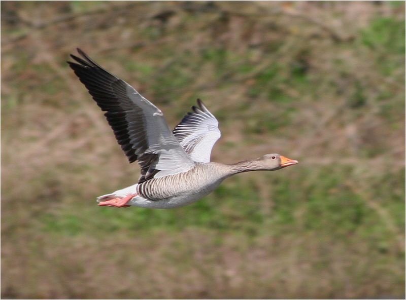 ND Graugans im Flug