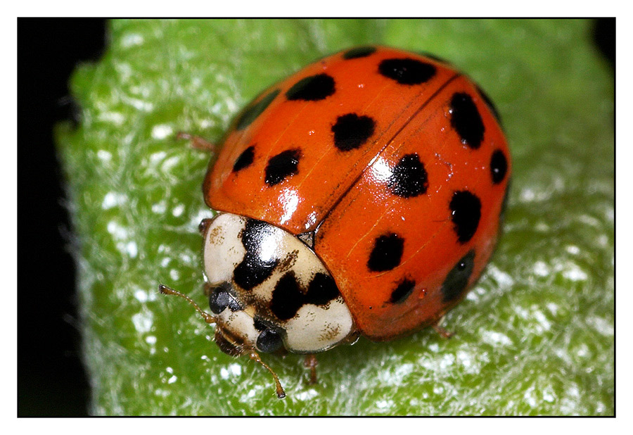 18-Punkt Marienkäfer (Harmonia axyridis)