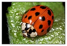 18-Punkt Marienkäfer (Harmonia axyridis)