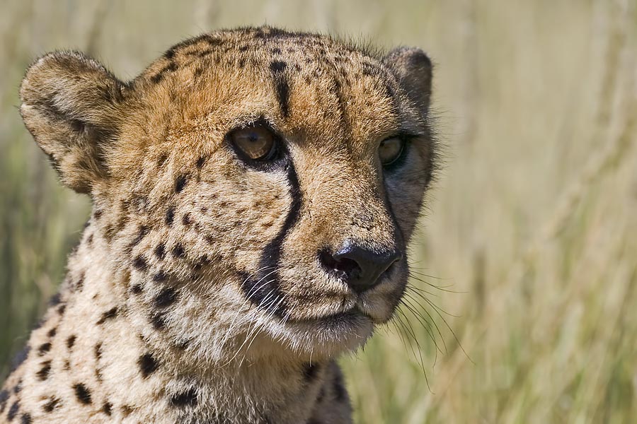 Gepard [ZO]