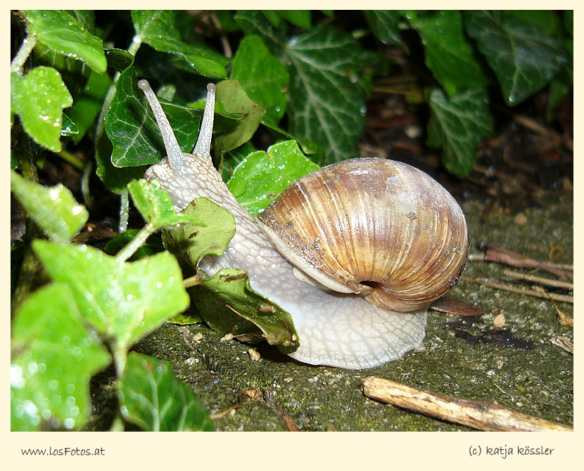 Weinbergschnecke