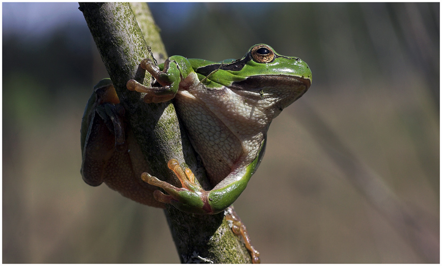 Laubfrosch