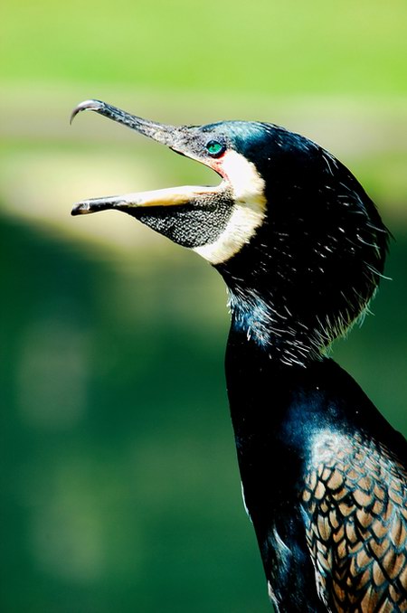 kormoran