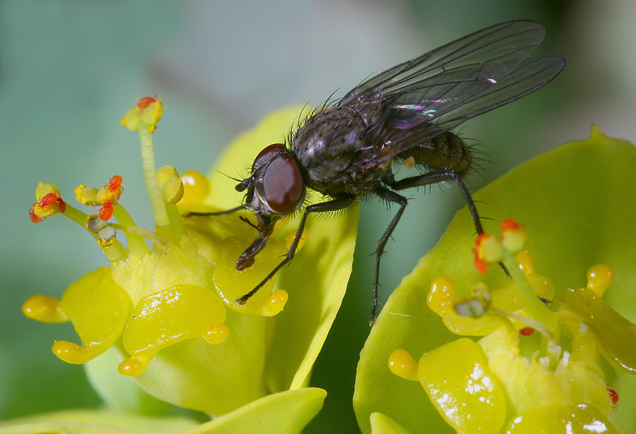 Auch kleine Fliegen...