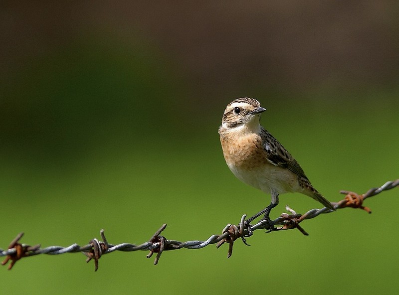 Braunkehlchen - Weibchen  -  ND