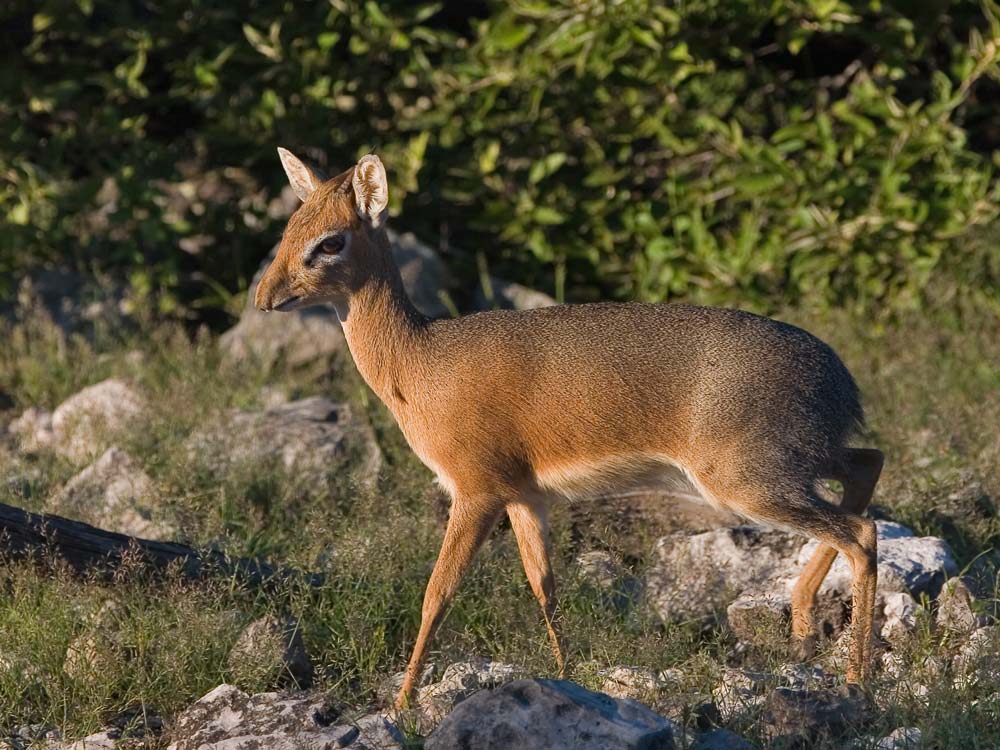 Dikdik ND