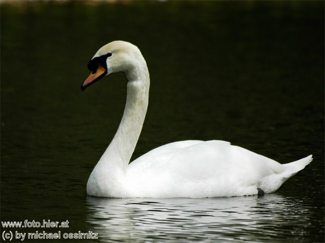 Schwan