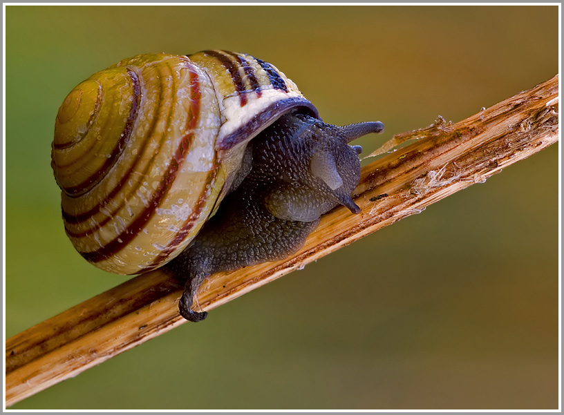 Garten-Bänderschnecke (Cepaea hortensis)