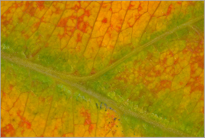 Herbstperiment
