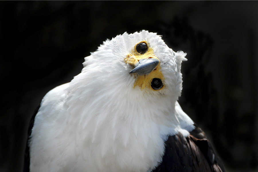Schreiseeadler