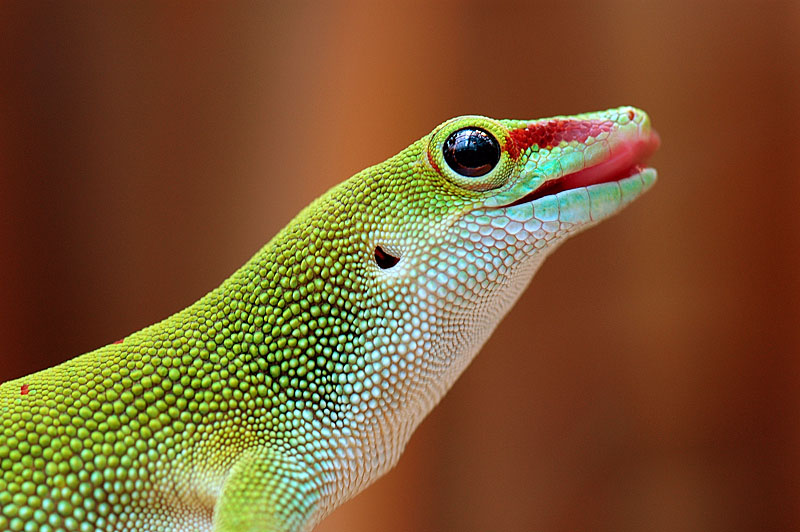 Laubfrosch (Forum für Naturfotografen)