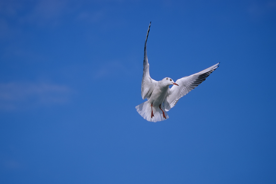 Lachmöwe (Larus ridibundus) im Flug