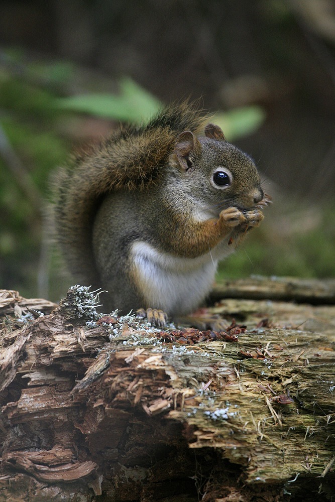 Rothörnchen