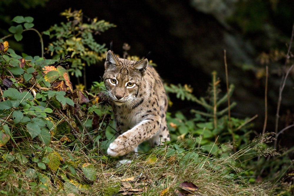 Luchs