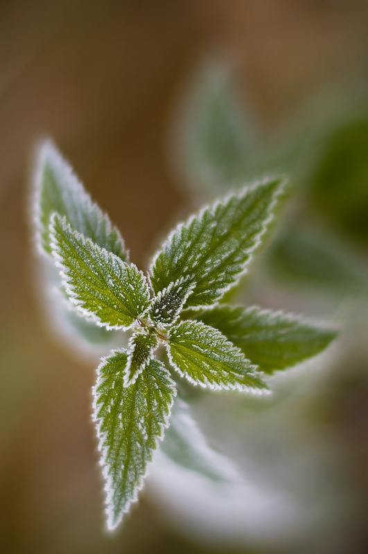 urtica Rauhreif im Herbst