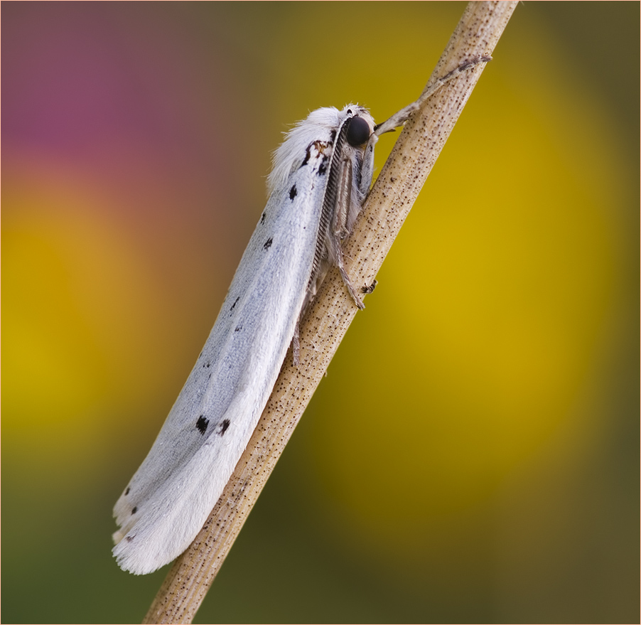 Weisser Grasbär [Coscinia cribaria]