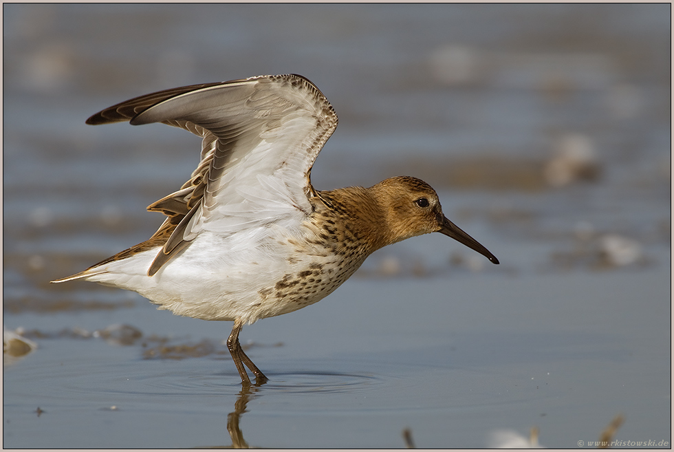 Morgengymnastik... Alpenstrandläufer *Calidris alpina*