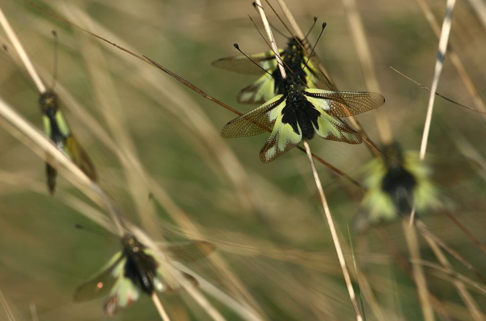 Kampfgeschwader L. coccajus