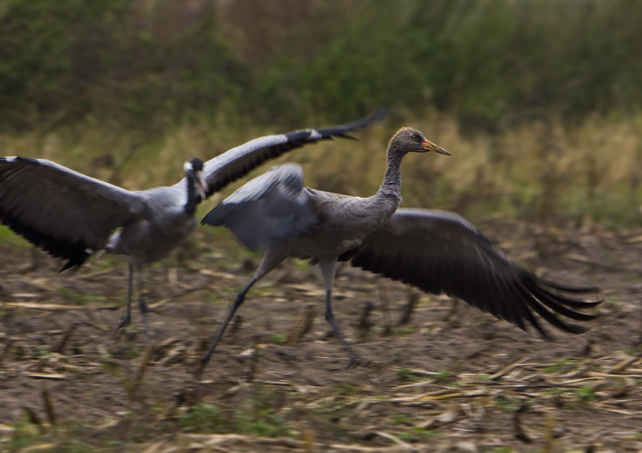 On the run