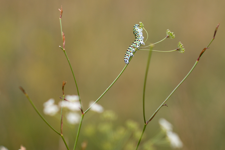 Raupe im Habitat