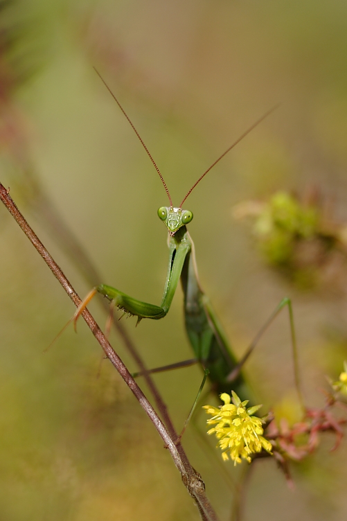 Mantis frontal