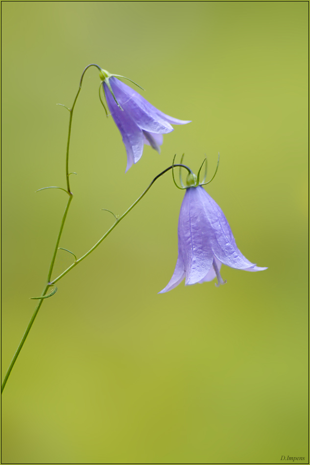 ***Glockenblume***