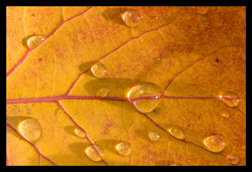 Herbstlaub