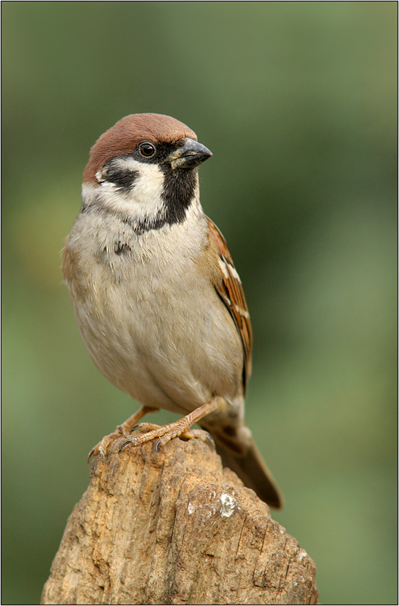 Feldsperling (Passer montanus)