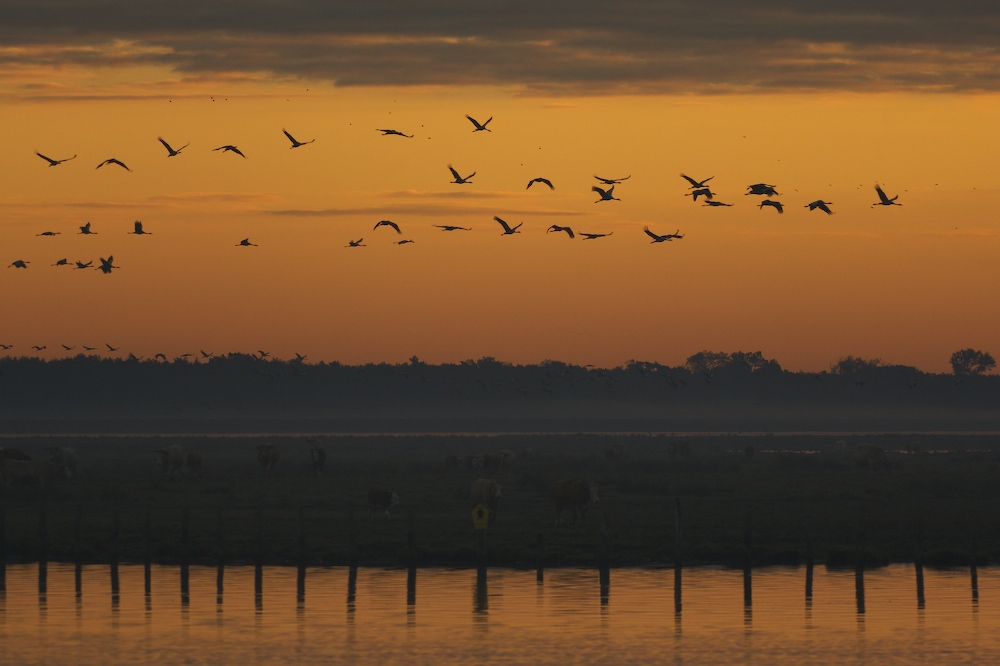 Morgenstimmung...