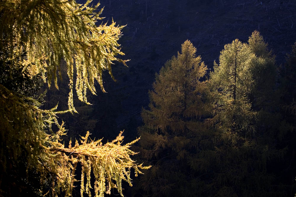 Herbst in den Nockbergen 1