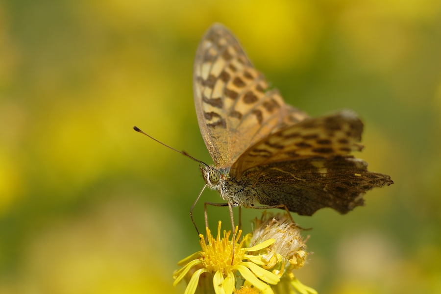 Kaisermantel (Argynnis paphia)