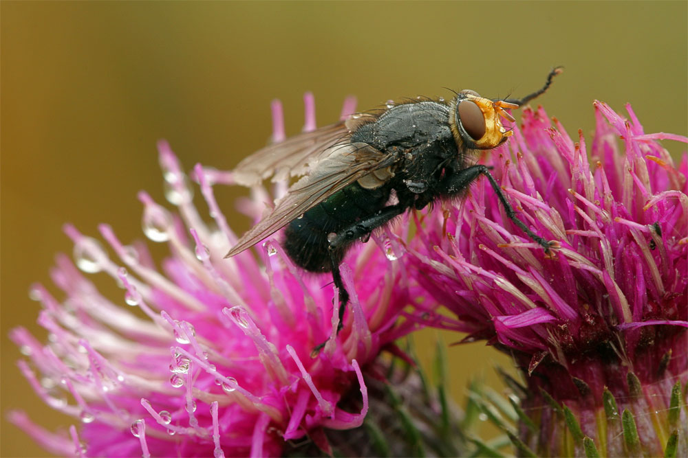 Fliege im Regen