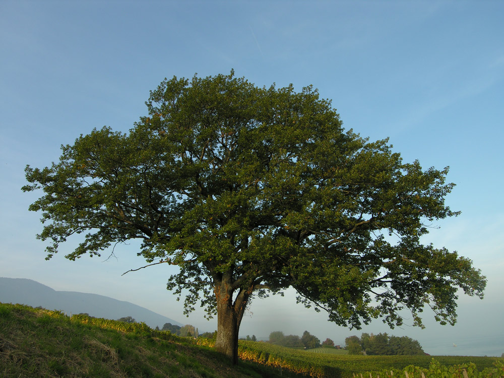 Mein Freund, der Baum